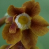 Primula Auricula Rusty Dusty - Abriachan Nurseries